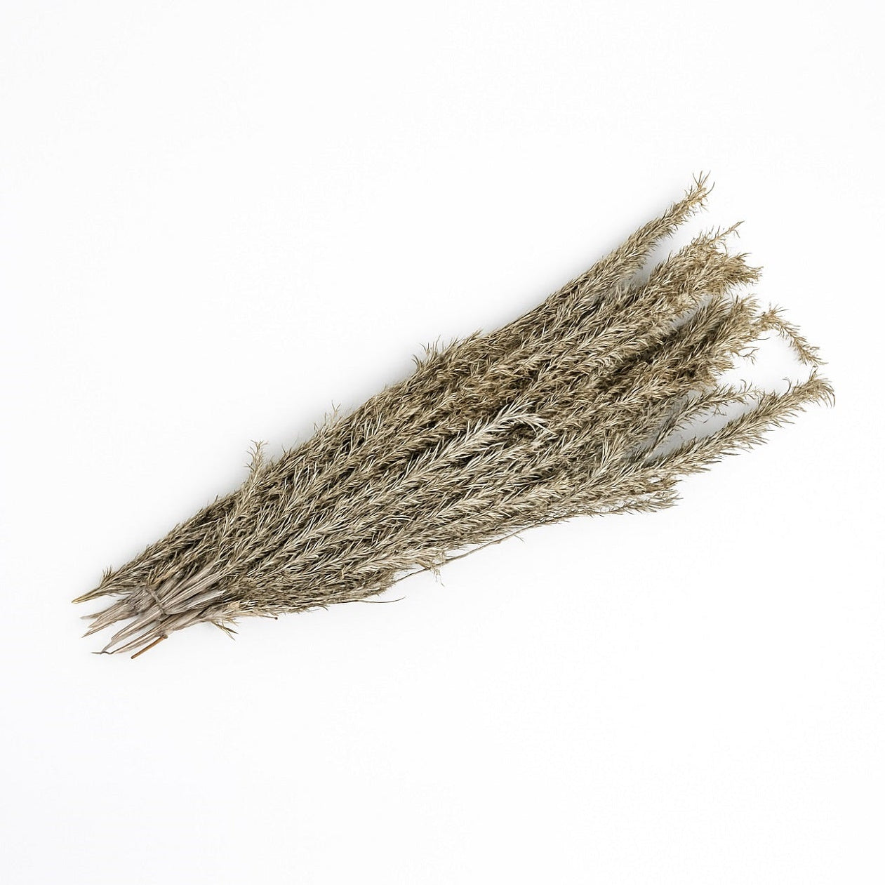 White Wash Dried Stems