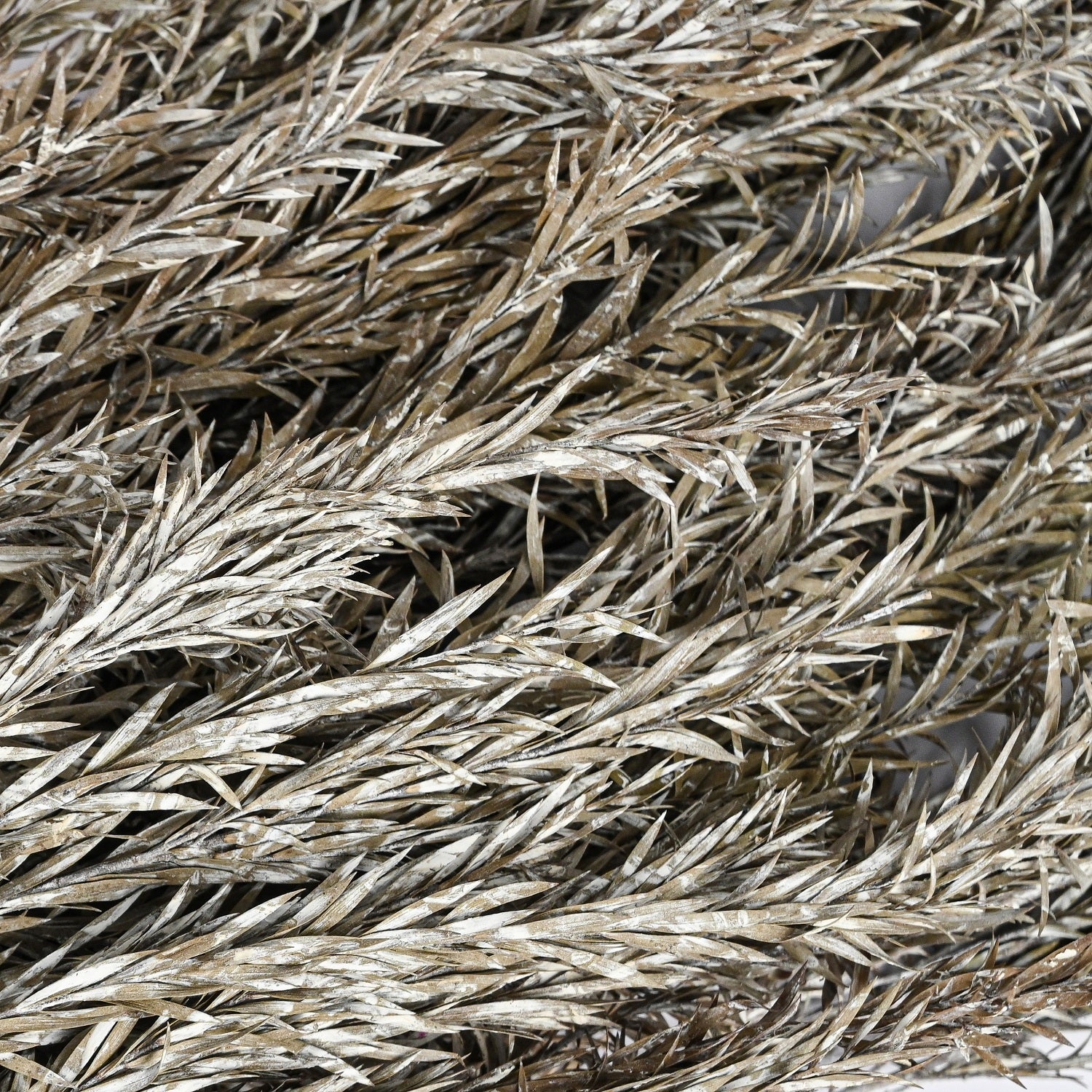 White Wash Dried Stems