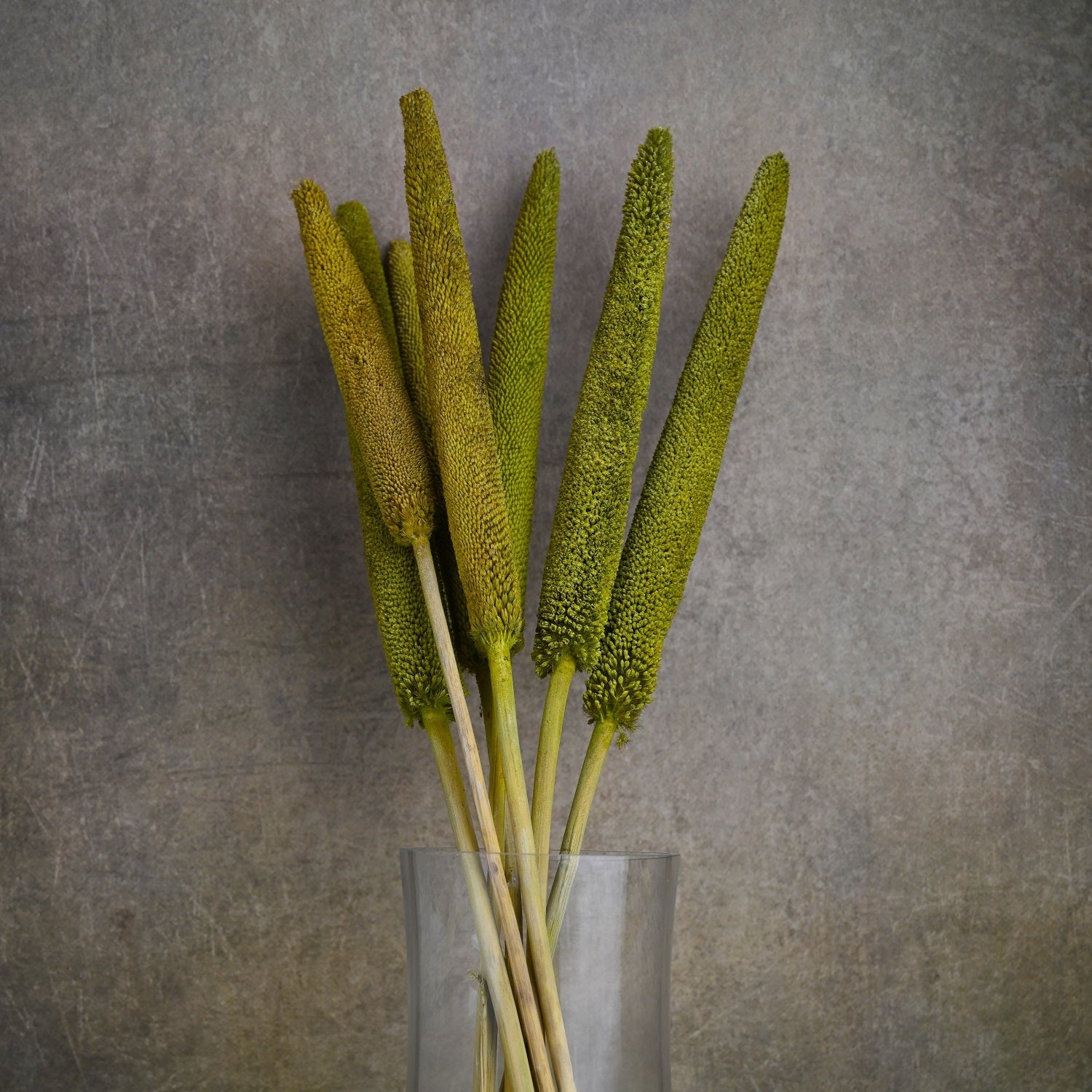 Dried Bazra Bunch