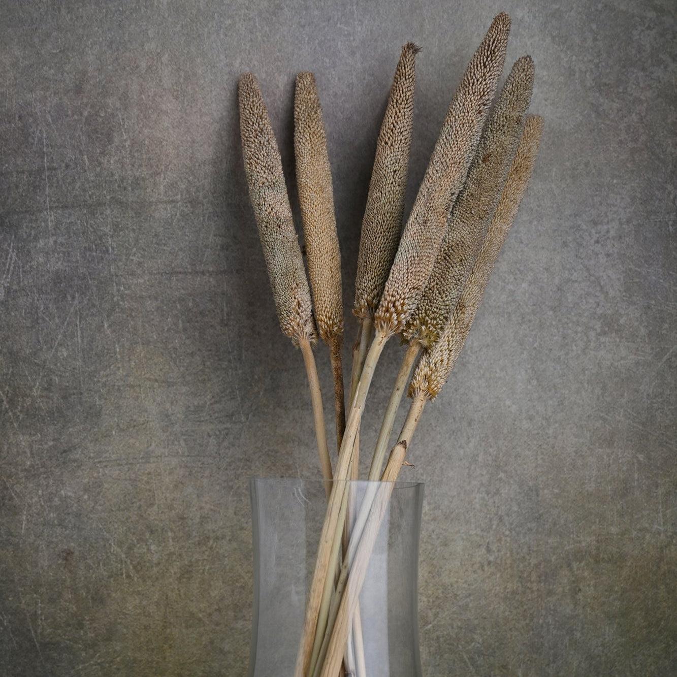 Dried Bazra Bunch