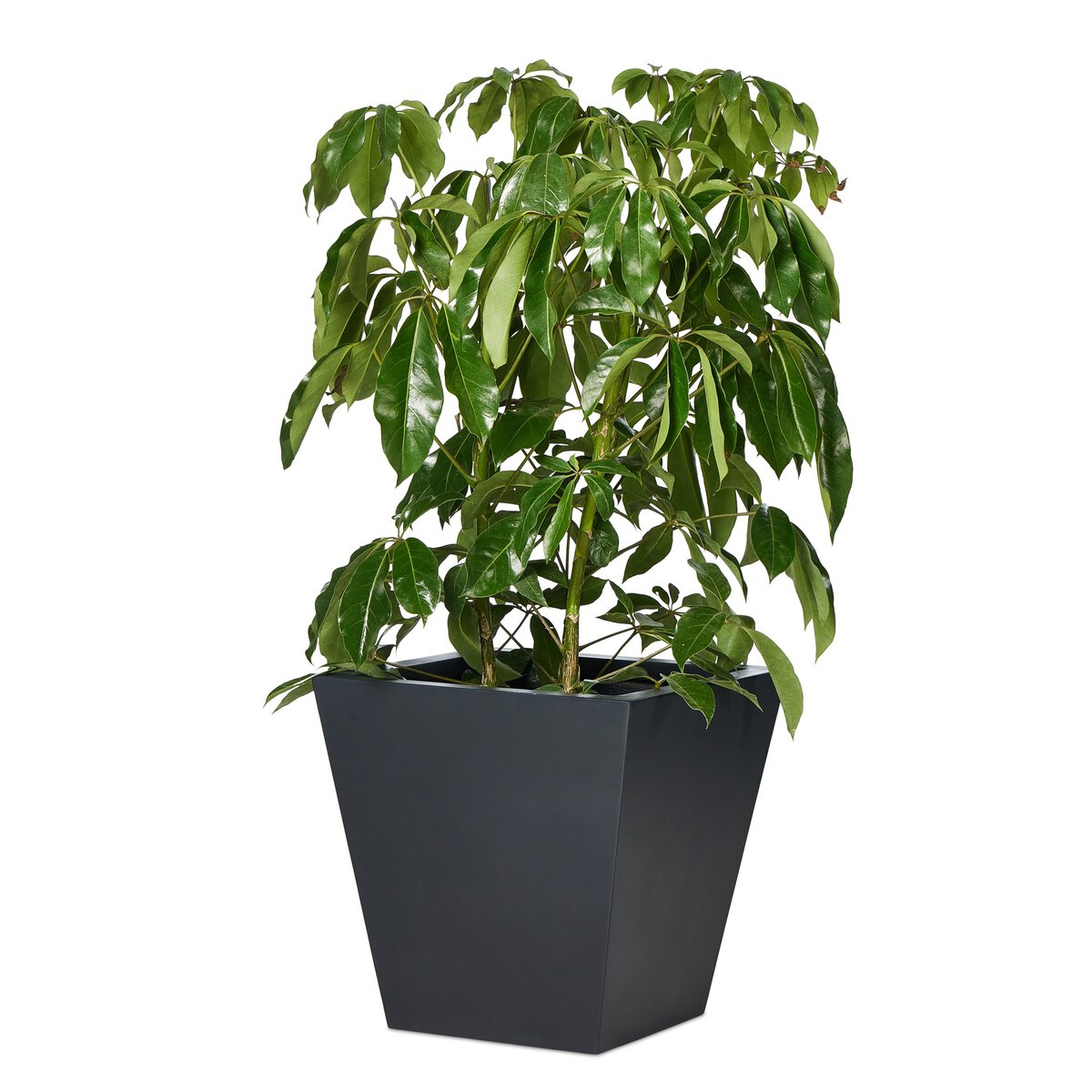 Colusa Planter