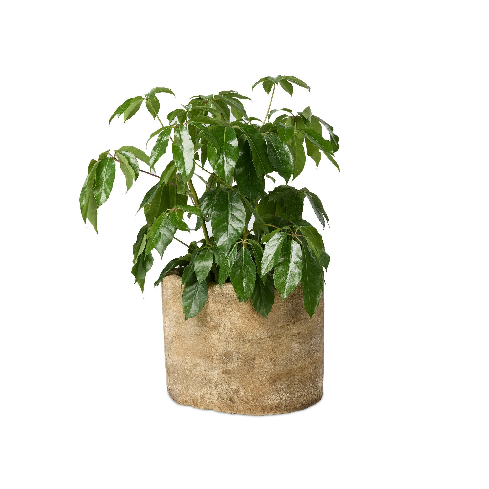 Azelle Planter - StyleMeGHD - Planters + Pedestals