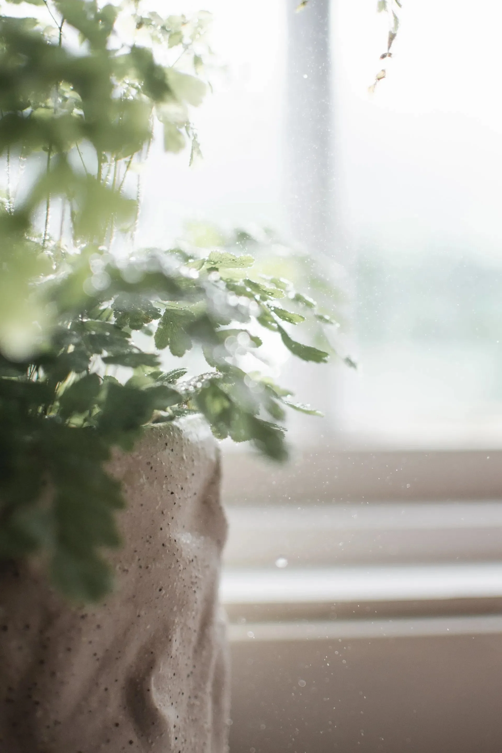 Basil Pot