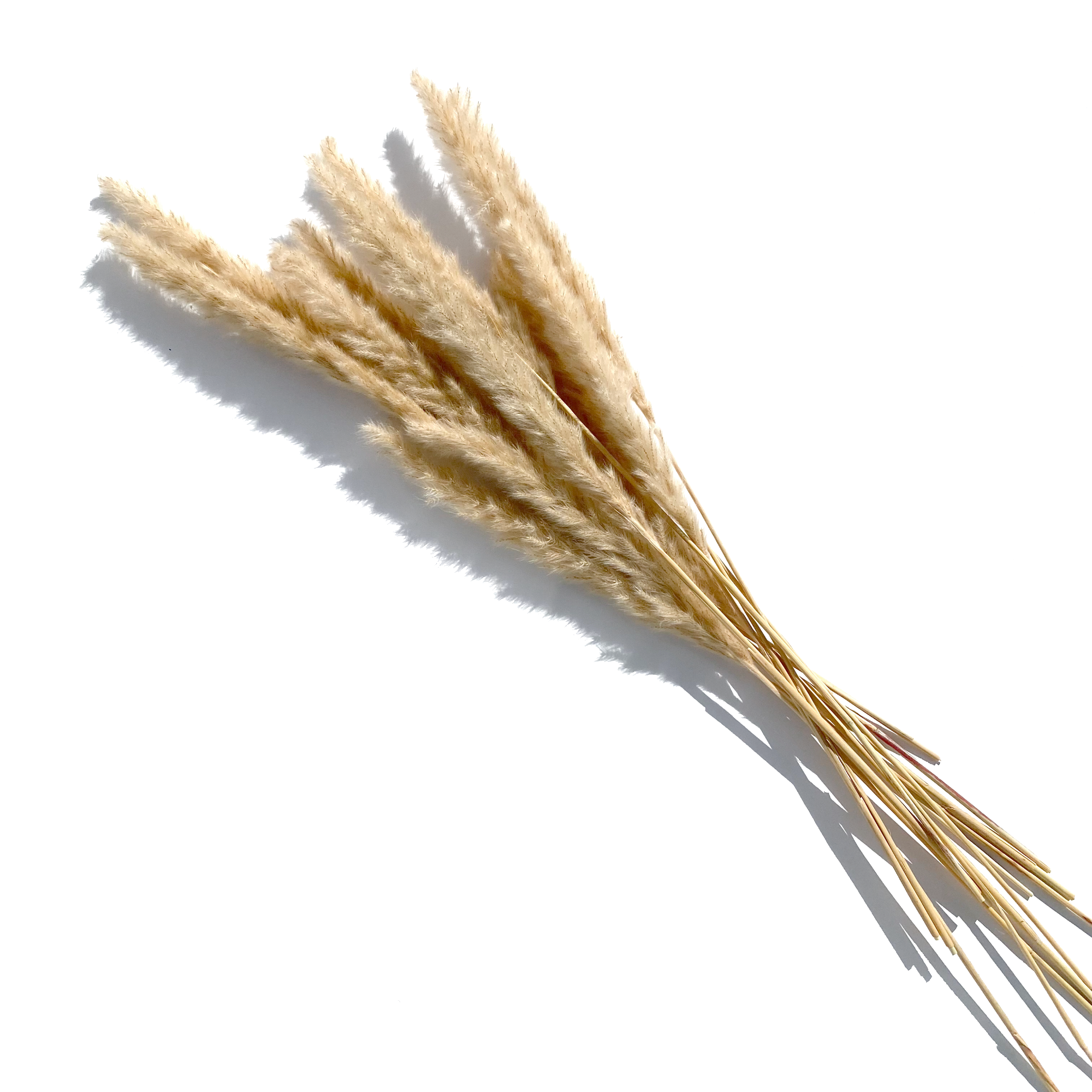 Golden Petite Pampas, Bundle of 15 - StyleMeGHD - Small Pampas Grass