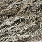 White Wash Dried Stems