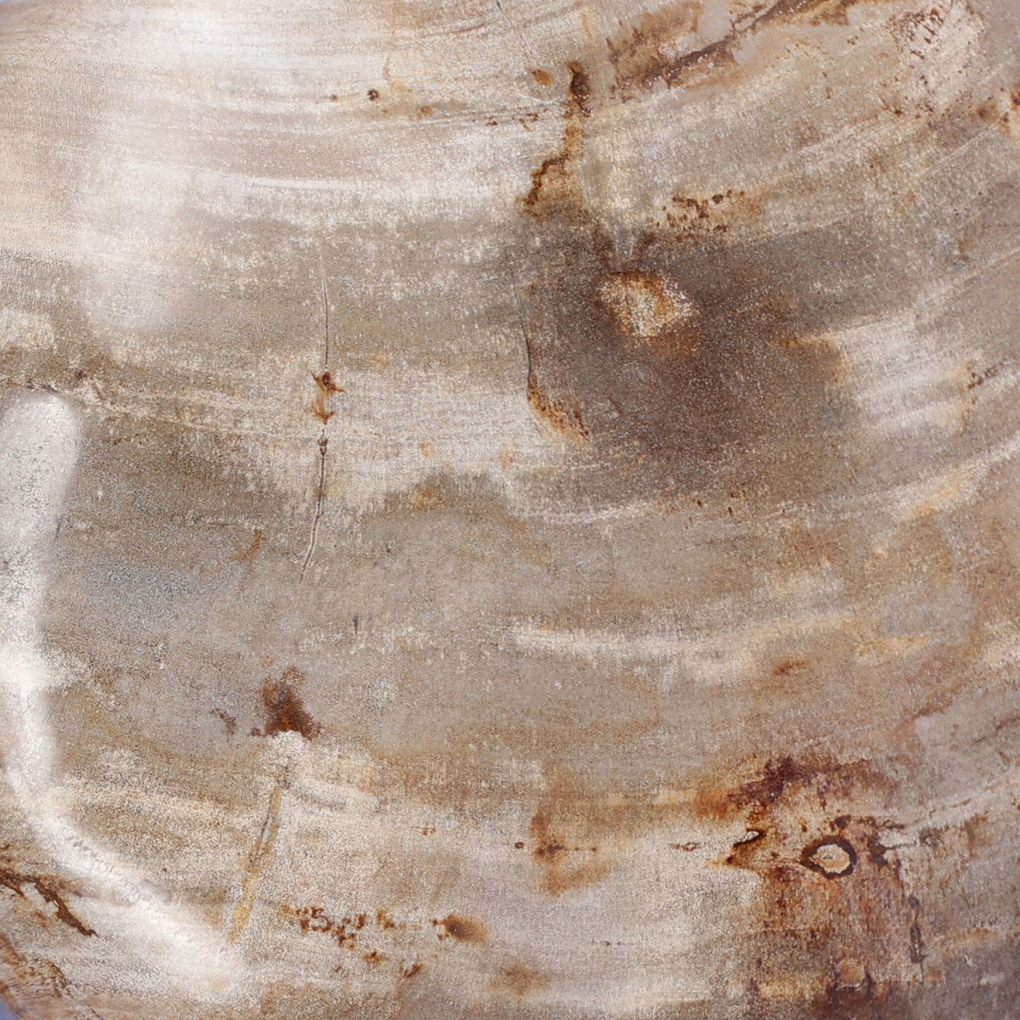 Petrified Wood Organic Sculpture, Set of 3
