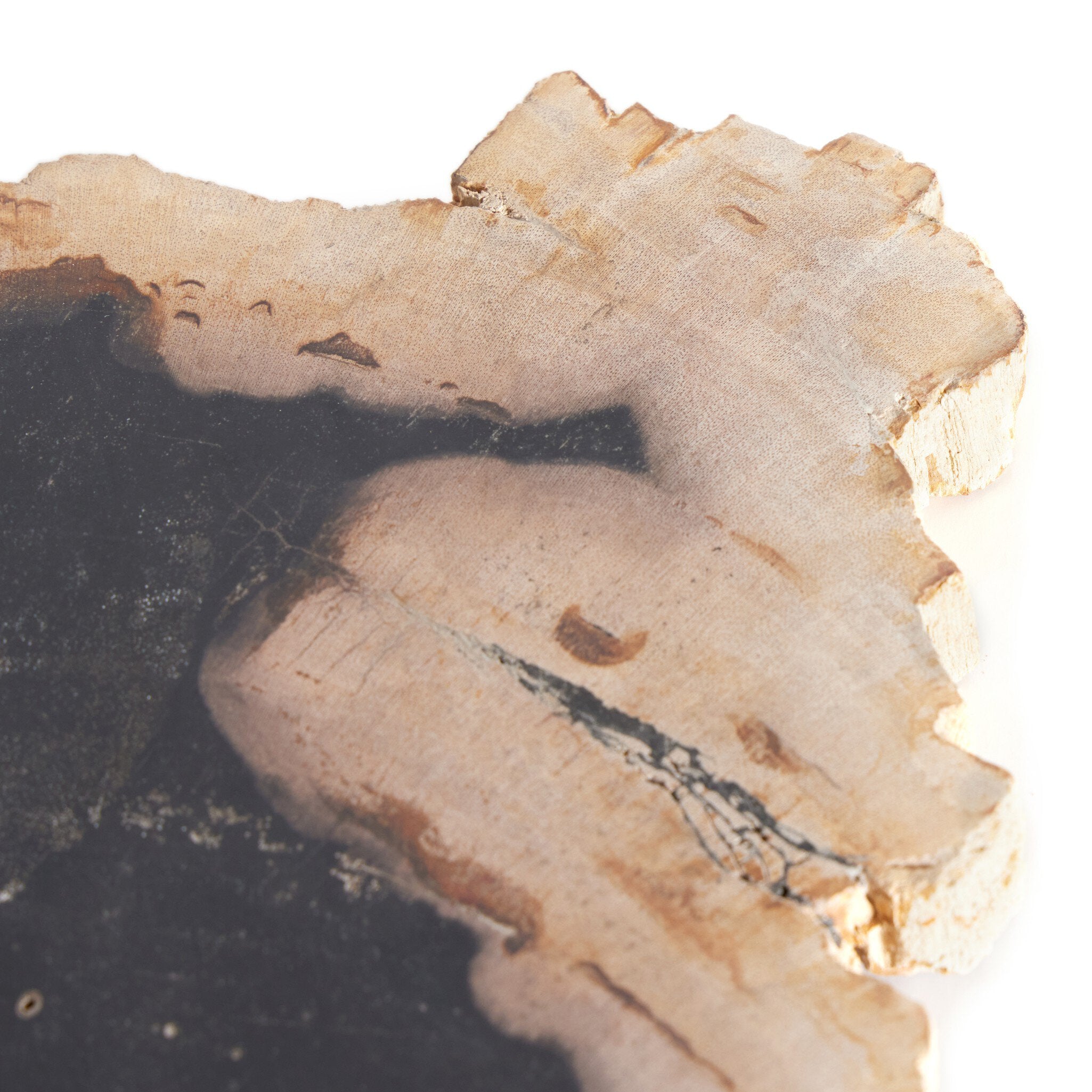 Petrified Wood Slab