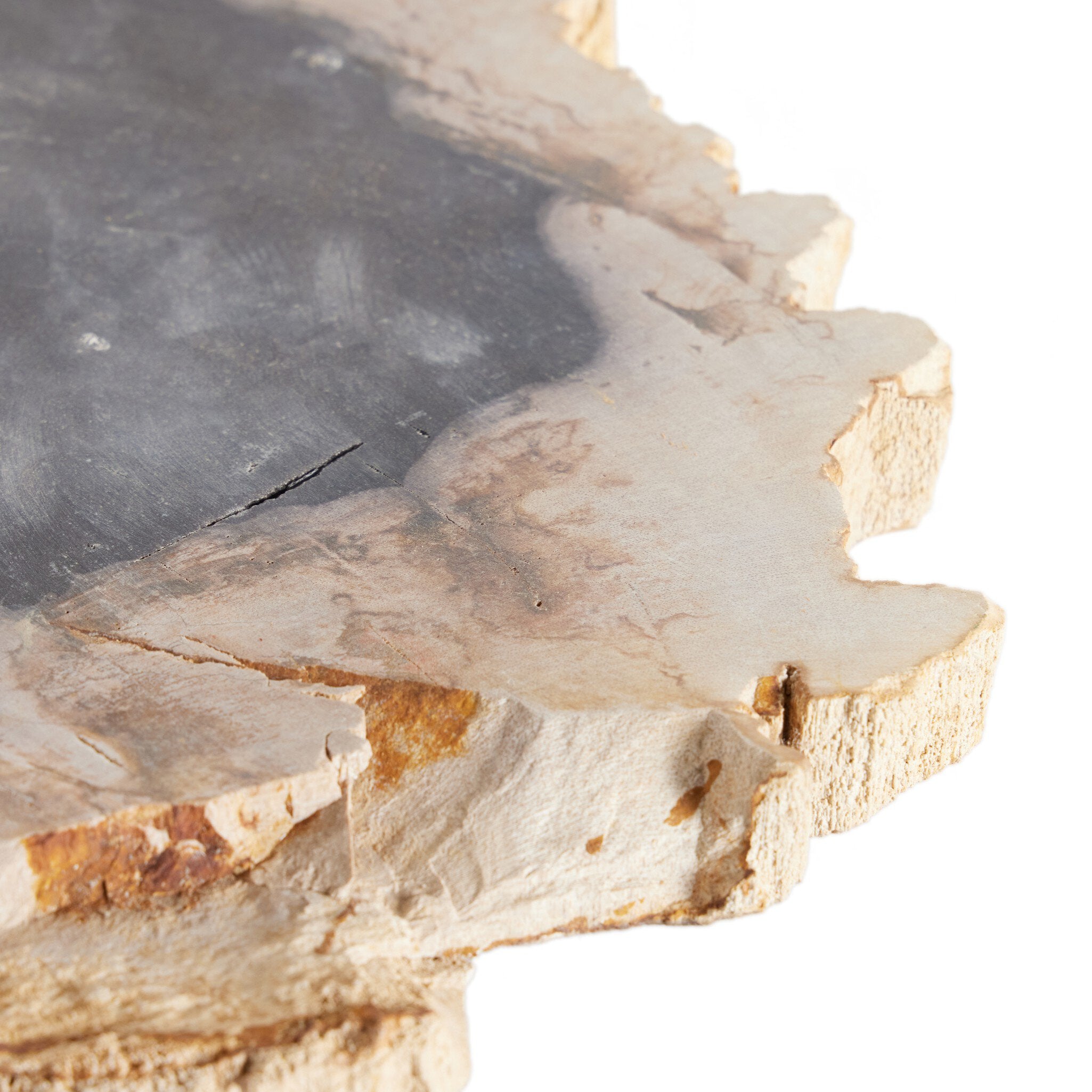 Petrified Wood Slab