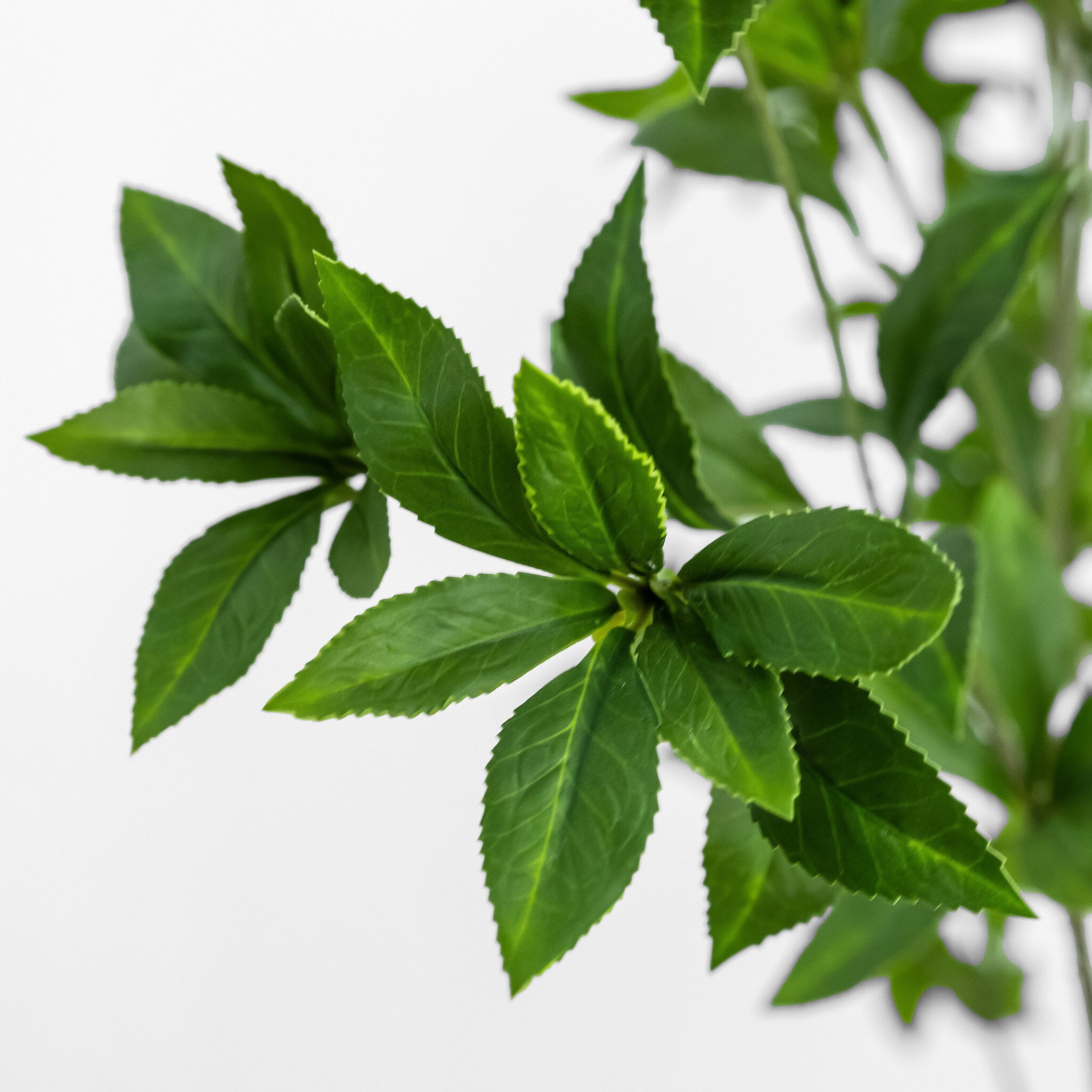 Faux Pieris Tree