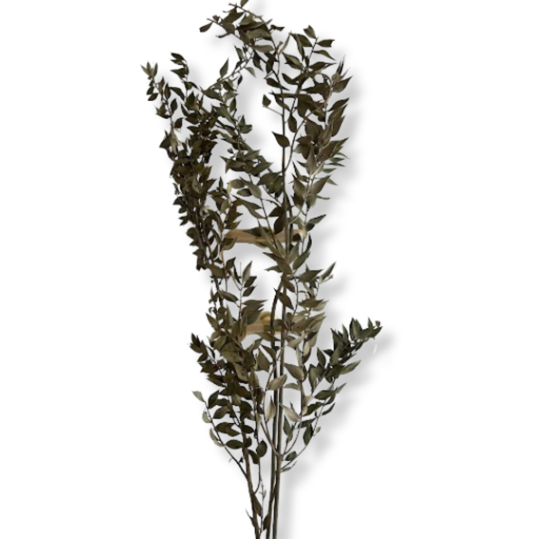Natural Dried Ruscus Leaves Bundle - 28"