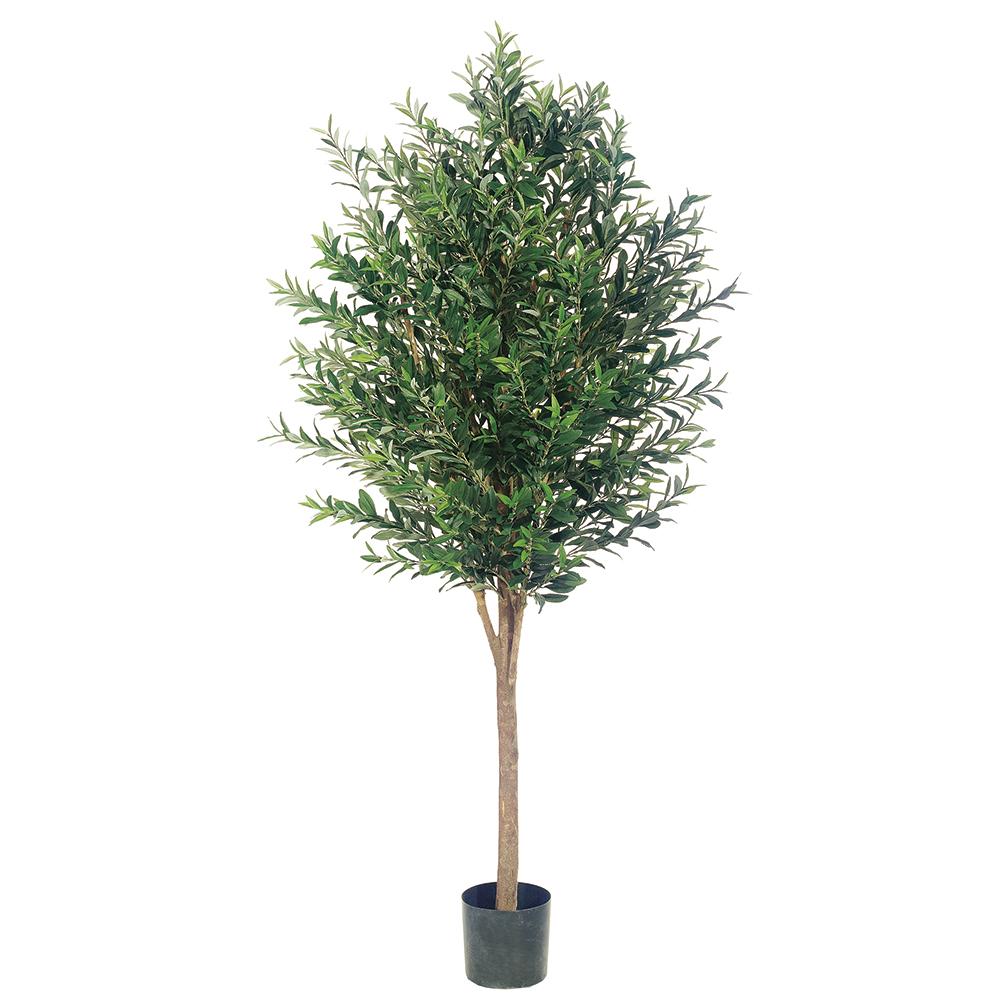 6' Olive Tree