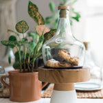 Demijohn Cloche - StyleMeGHD - Modern Home Decor