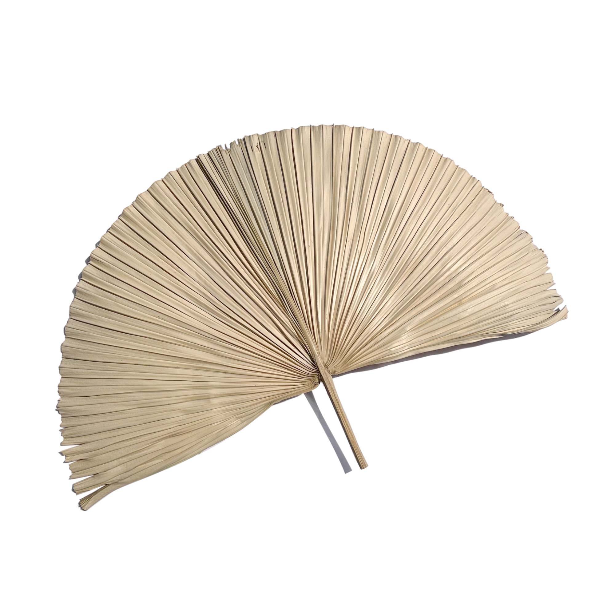Natural Bleached Fan Palm - StyleMeGHD - Dried Botanicals