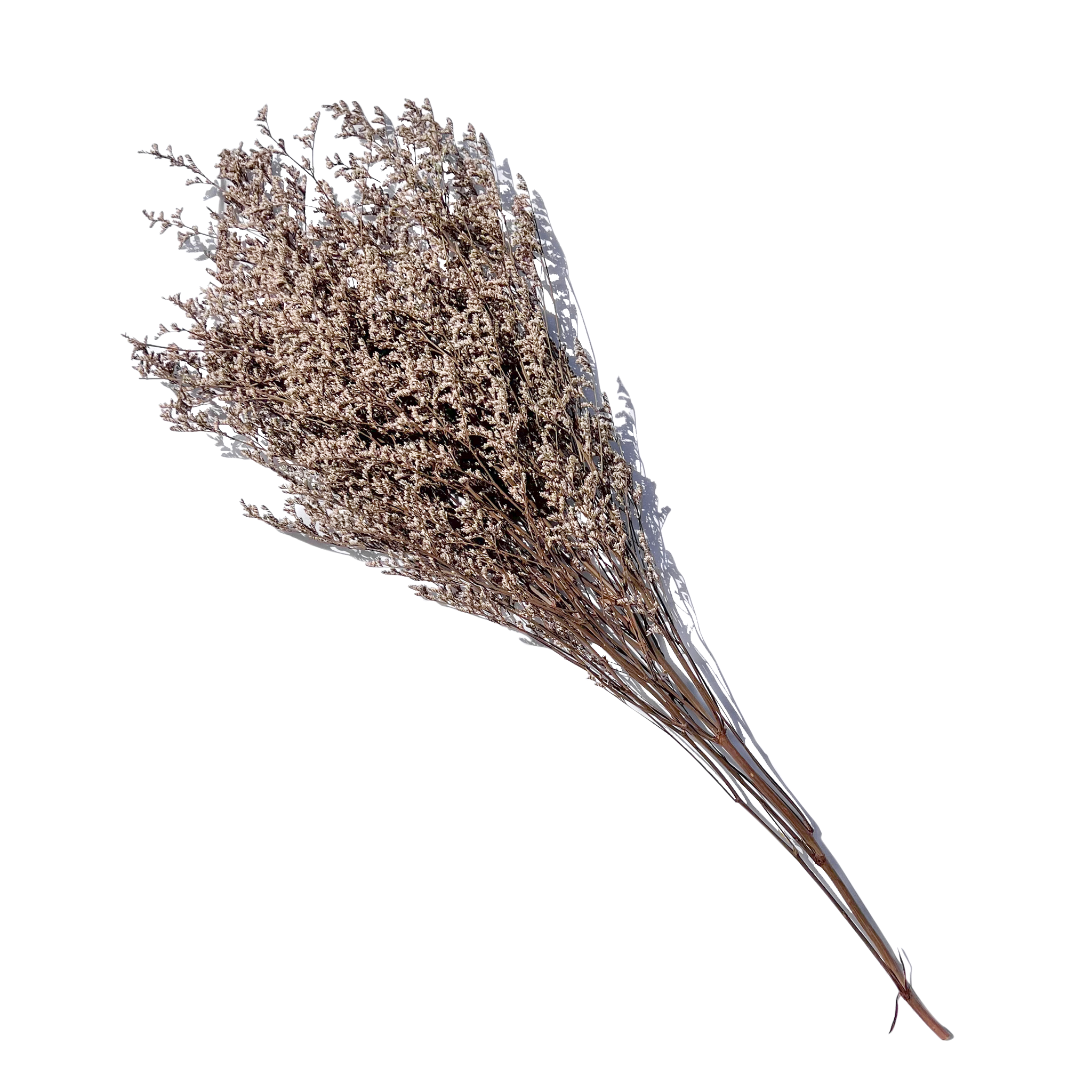 Natural Valentines Grass, Bundle of 5 - StyleMeGHD - Dried Botanicals