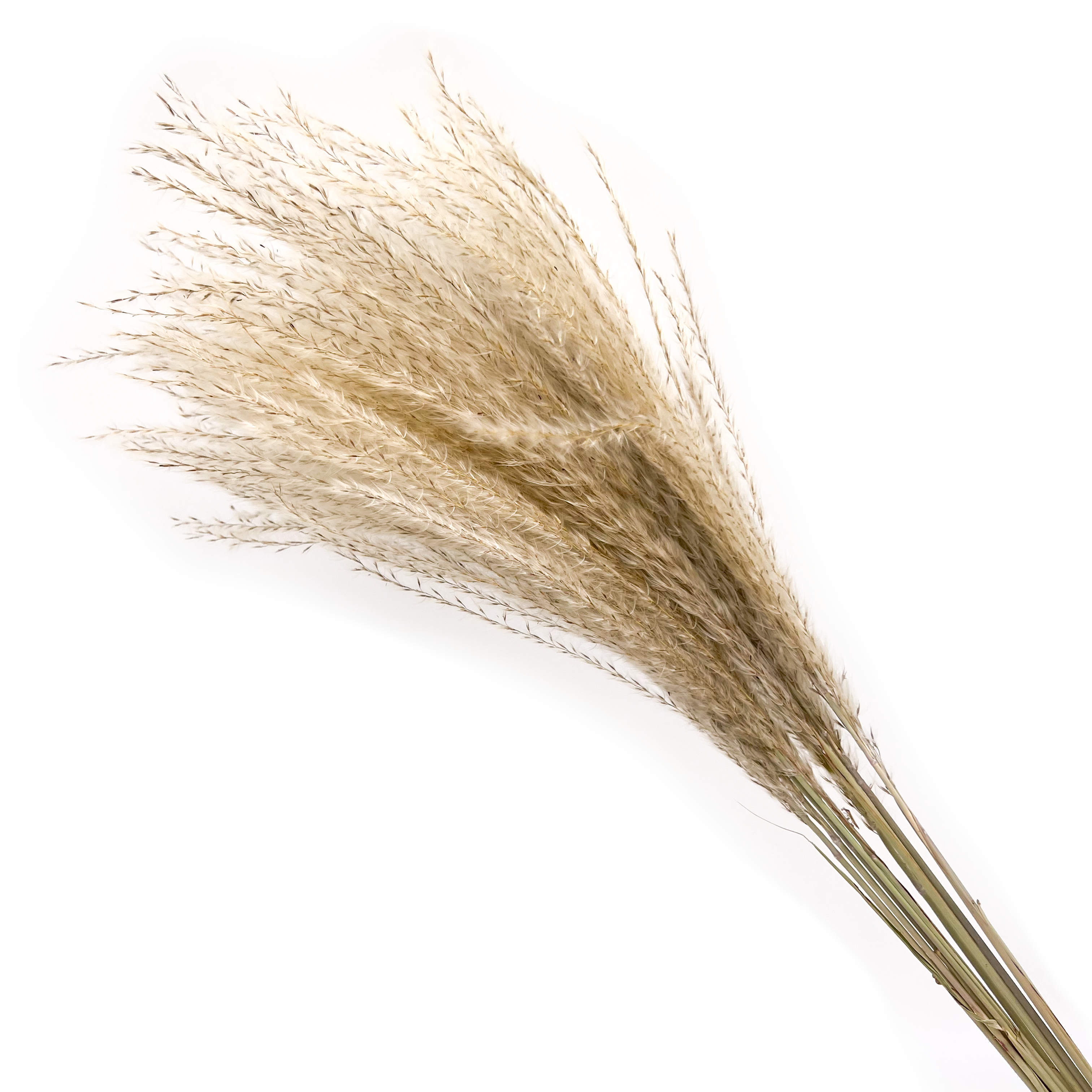 Natural Golden Horsetail Grass, Bundle of 10 - StyleMeGHD - Dried Botanicals